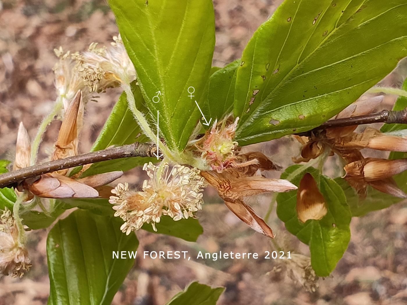 Beech flower